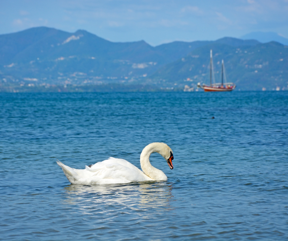 COMODITÀ NEL CUORE DEL LAGO DI GARDA